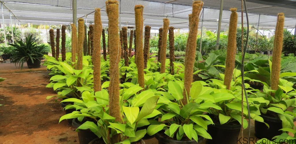 5cf396_1e304f7af4874c1ba255af13bbf2f898_mv2